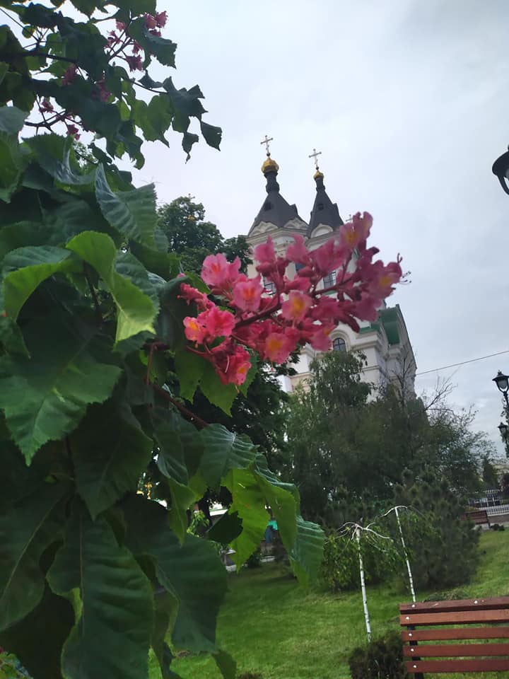 В запорожском сквере цветет необычный розовый каштан - фото 