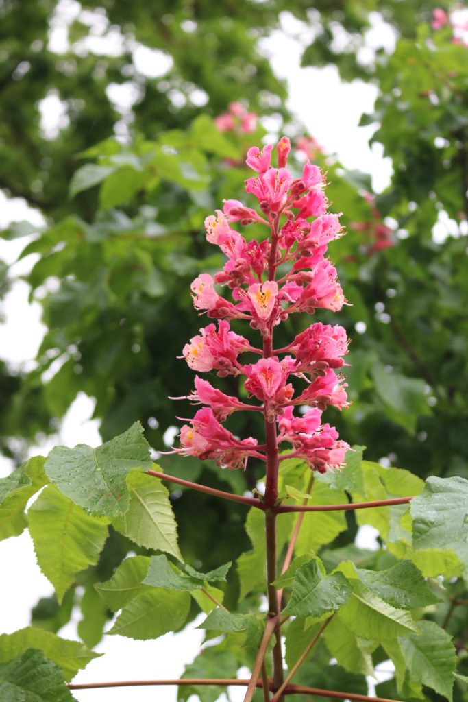 В запорожском парке цветут каштаны необычного розового цвета - фото
