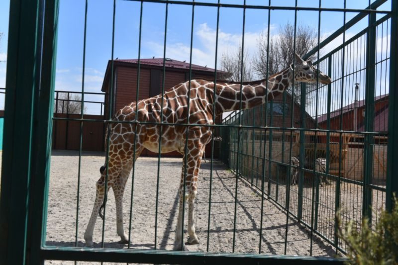 В бердянском зоопарке «Сафари» сегодня организовали настоящий праздник