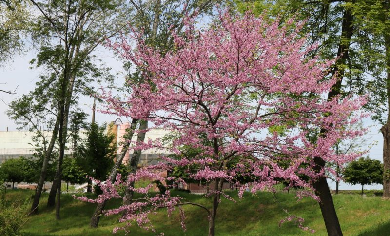 Запорожье утопает в цветущих деревьях - фото