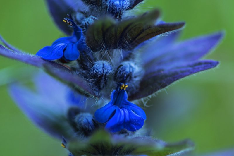 Запорожский фотограф показал удивительный макромир цветов - фото 