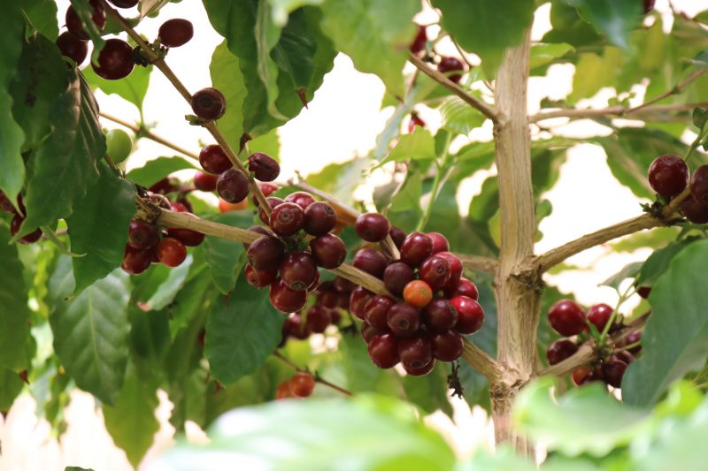 Жительница Запорожья готовится собирать урожай с кофейного дерева - фото