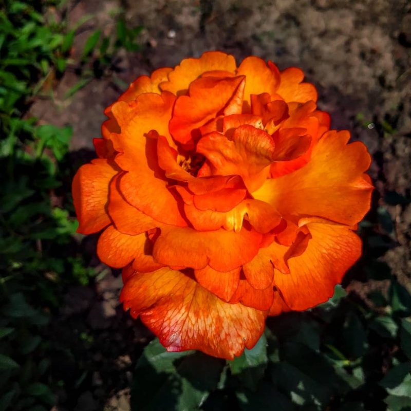 Чарующая красота: в запорожском ботсаду начали цвести розы 