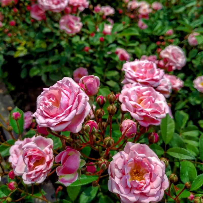 Чарующая красота: в запорожском ботсаду начали цвести розы 