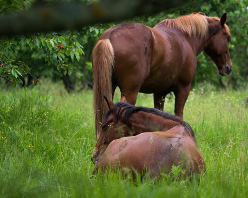 Как на Хортице в черешневом саду отдыхают лошади - фото 