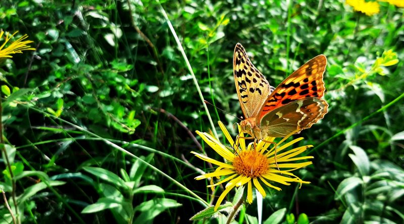 Какие бабочки обитают на Хортице - фото 