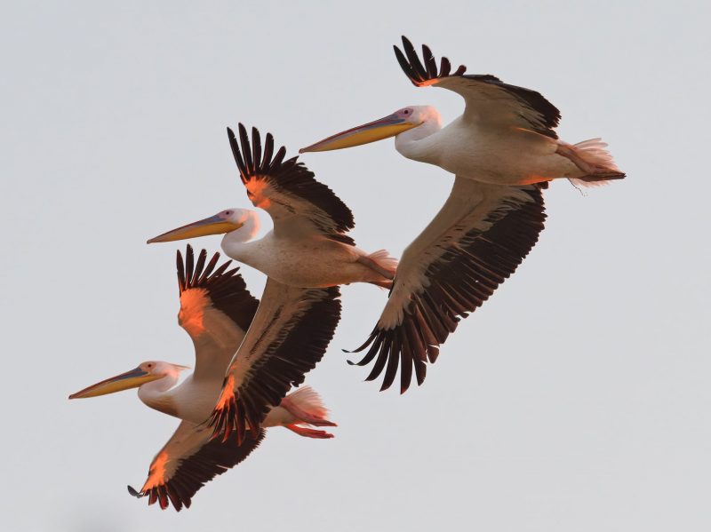 Над Запорожской областью пролетали розовые пеликаны - фото 