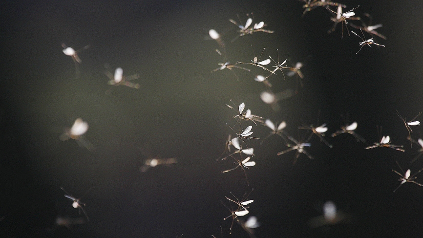 В курортном городе Запорожской области нашествие комаров (ВИДЕО)