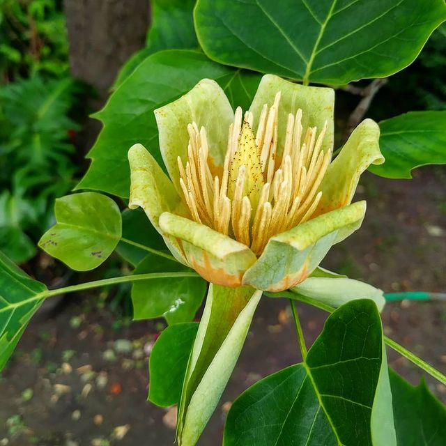 тюльпановое дерево