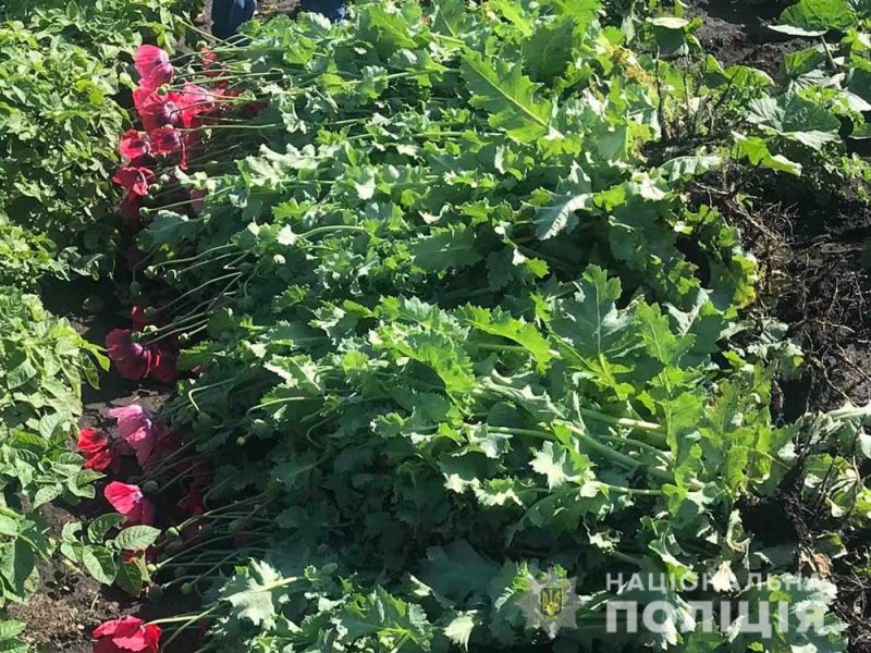 На плантациях запорожцев полицейские собрали более 400 растений снотворного мака