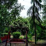 В Запорожском городском детском ботаническом саду цветут пионы, ромашки и другие растения