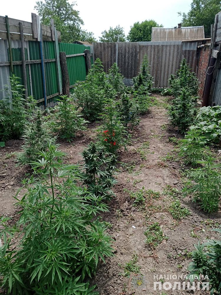 В Запорожской области обнаружили незаконные плантации наркотиков