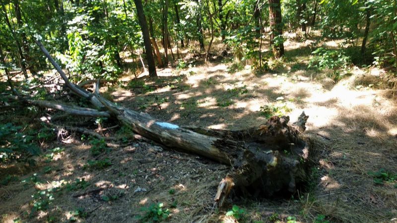 На Хортиці біля туристичних маршрутів приберуть аварійні дерева