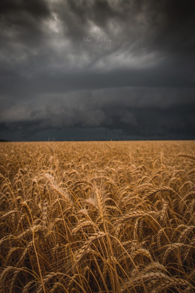 Над пшеничным полем нависли черные тучи: фотограф из Бердянска показала невероятные фото