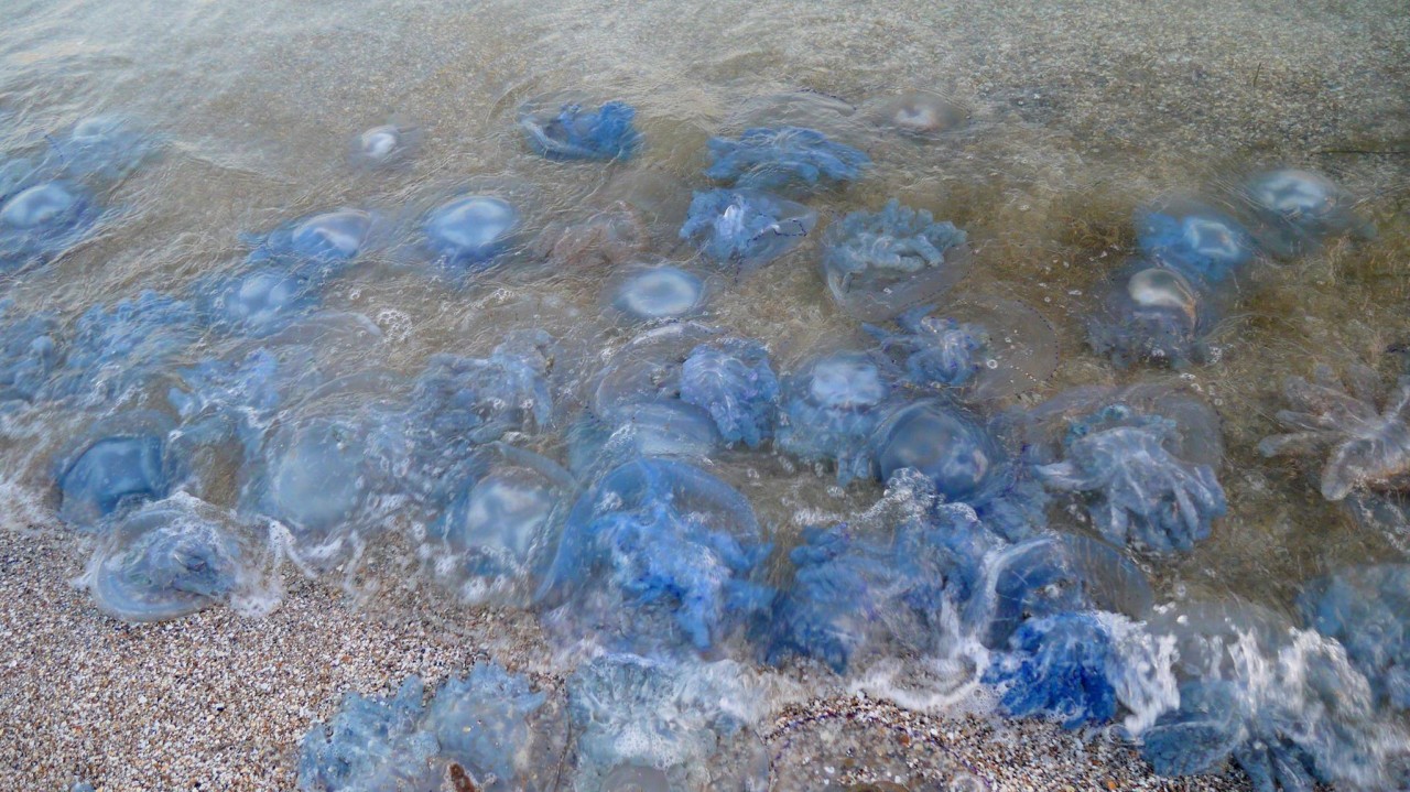 Нашествие медуз в Кирилловке: какие альтернативы есть у отдыхающих?
