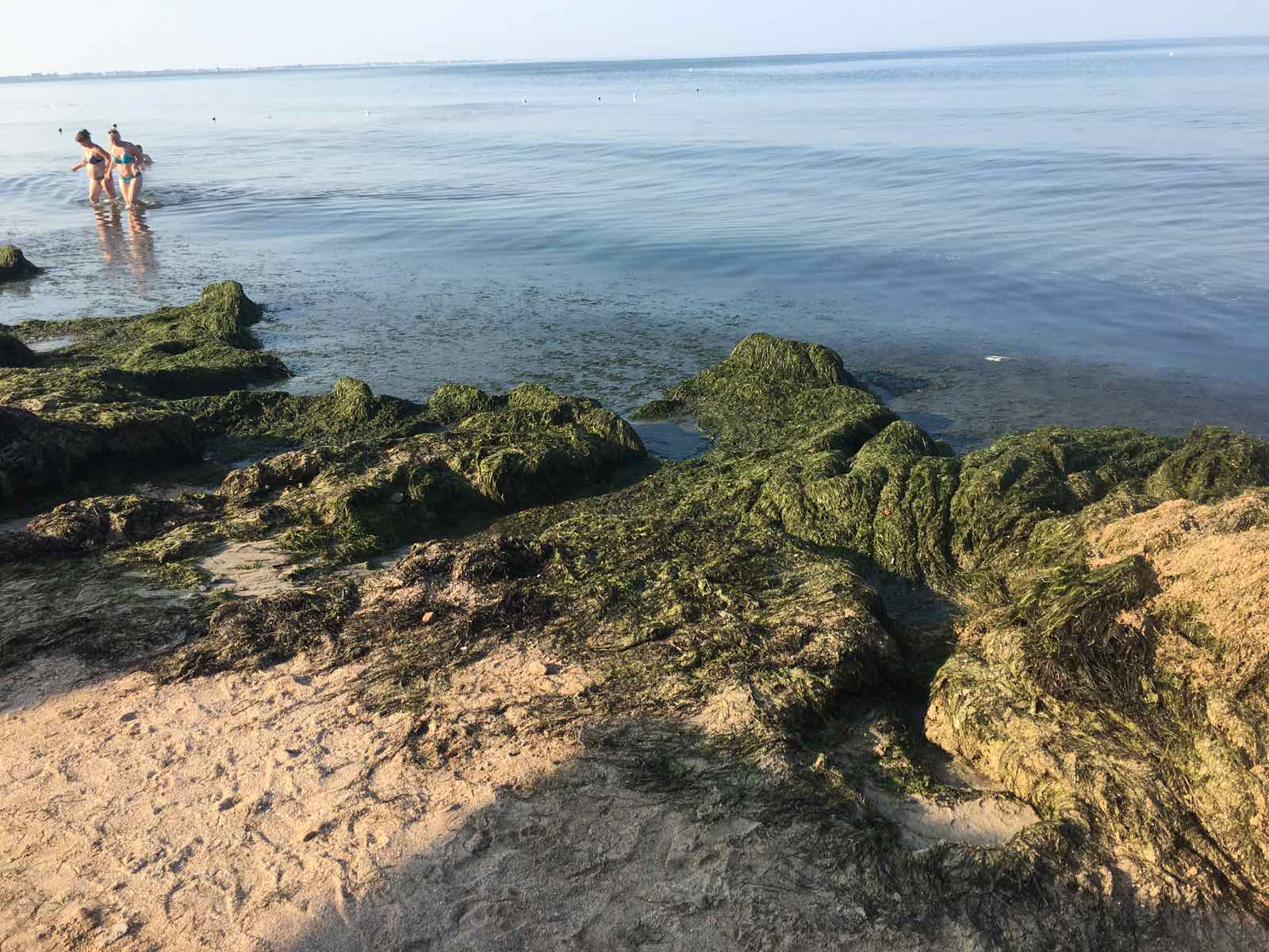 Не медузами едиными: на пляжах Бердянска очередная напасть