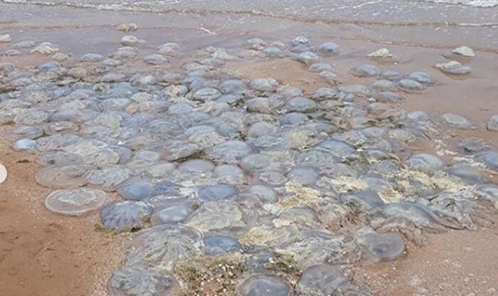 Штиль и медузы: отдыхающие показали, что сейчас происходит на запорожском курорте (ВИДЕО)