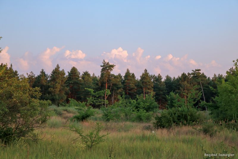 Сосновый лес на Хортице выглядит величественно и волшебно - фото