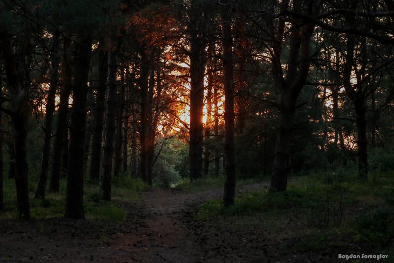 Сосновый лес на Хортице выглядит величественно и волшебно - фото