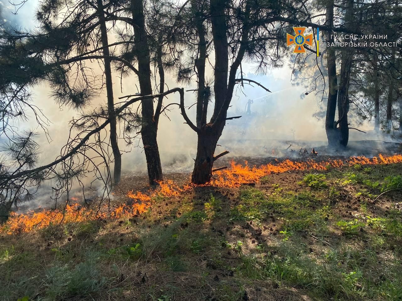 Стало известно, сколько гектаров леса сгорело на запорожской Хортице (ФОТО)