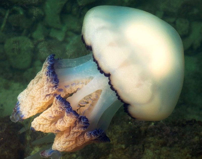 Ученые знают, как избавиться от нашествия медуз в Азовском море