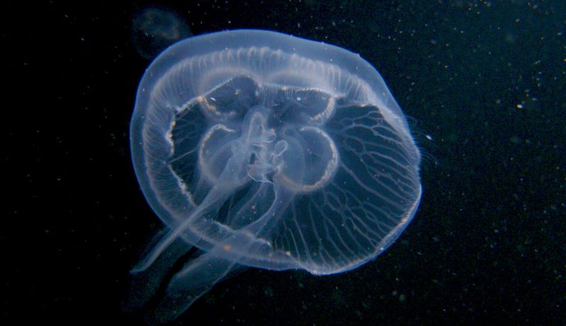 Ученые знают, как избавиться от нашествия медуз в Азовском море