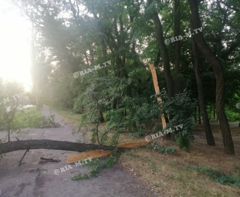 В Запорожской области дерево от старости рухнуло на проезжую часть (фото)