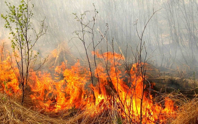 В Запорожской области 30 раз за сутки случились пожары в экосистемах