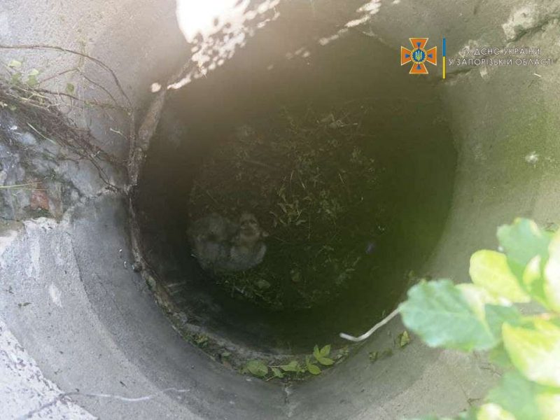 В Пологах спасатели вытащили пса из канализационного колодца