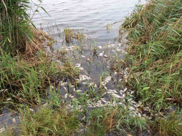 В Запорожской области зафиксирован массовый мор рыбы (ФОТО)