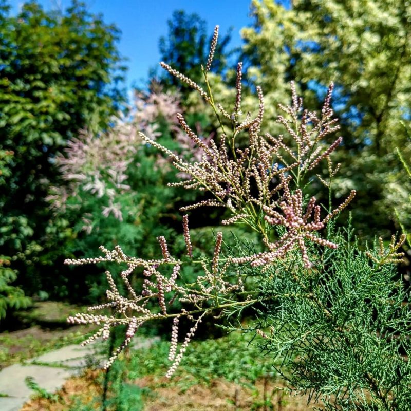 В запорожском ботаническом саду цветет тамарикс