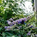 В Запорожском городском детском ботаническом саду цветет витекс священный (Vitex agnus-castus)