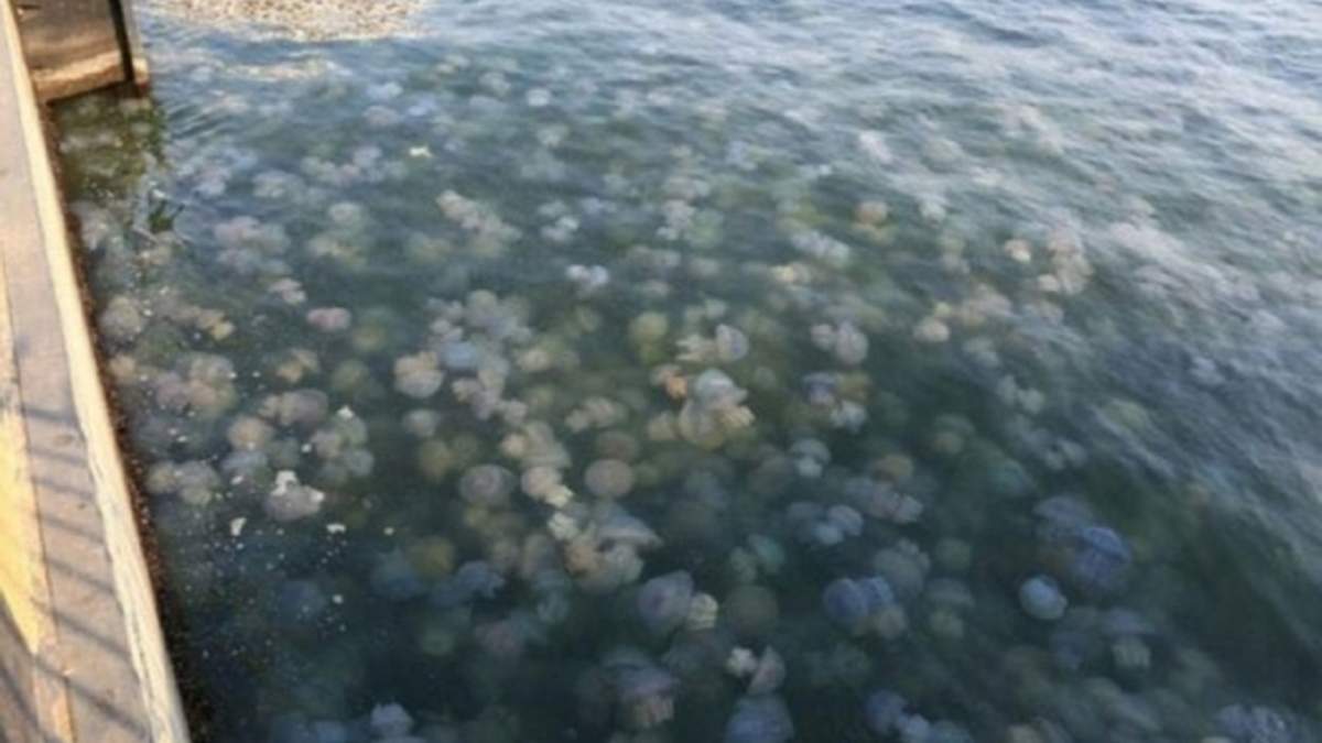 Море перетворилося на фарш з медуз: нове відео з курортної Кирилівки