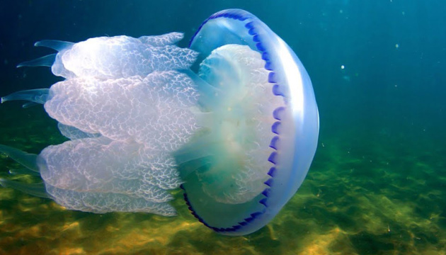На запорожском курорте отдыхающие подрались из-за медуз (ВИДЕО)