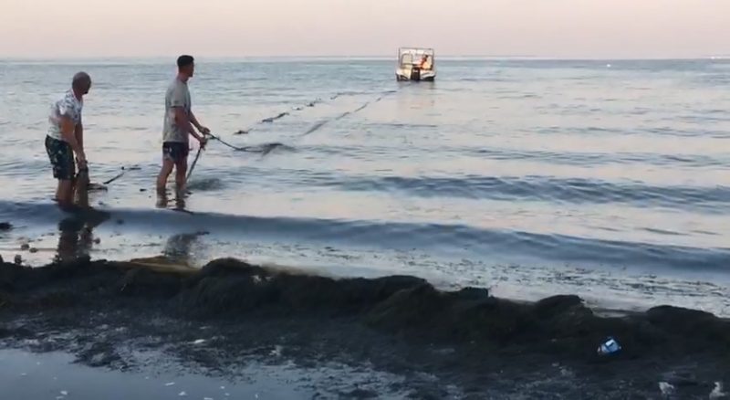 Насладиться отдыхом в Бердянске туристам мешают тонны водорослей