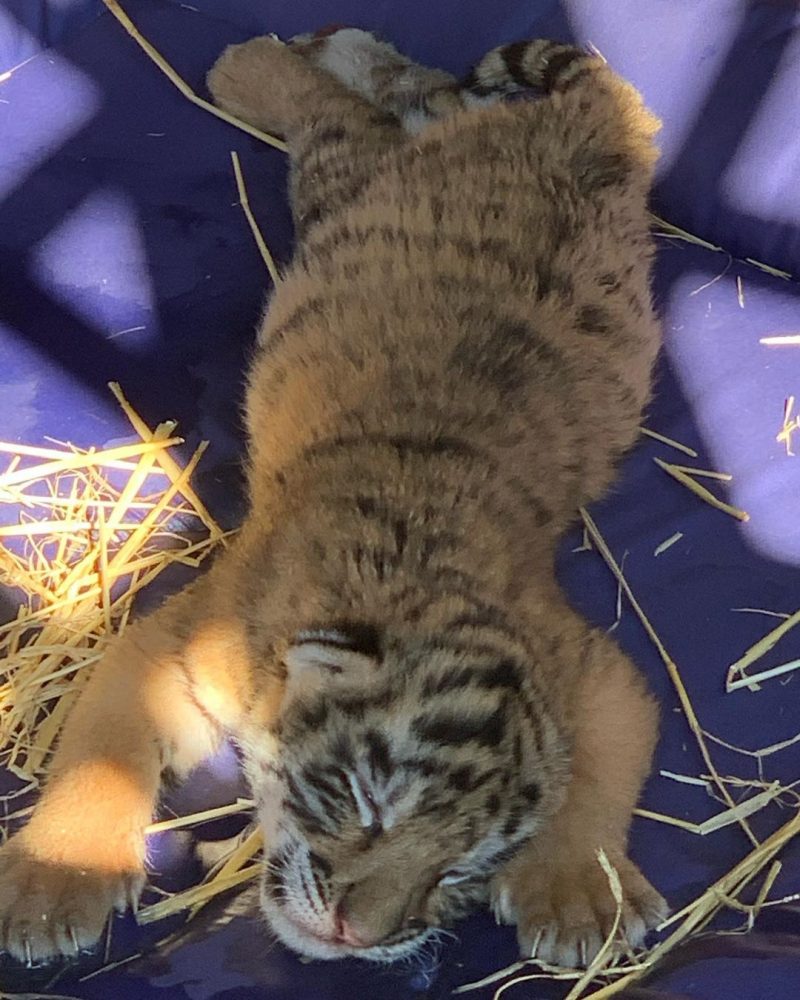 В мелитопольском зоопарке подрастают милые тигрята