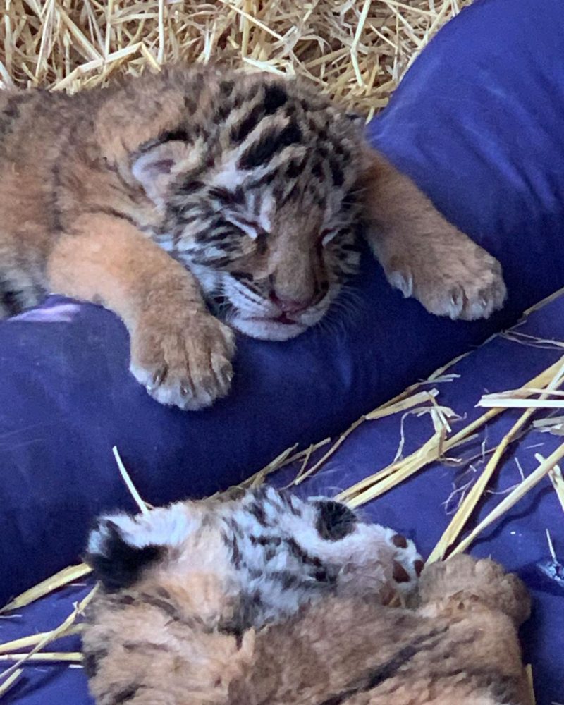 В мелитопольском зоопарке подрастают милые тигрята