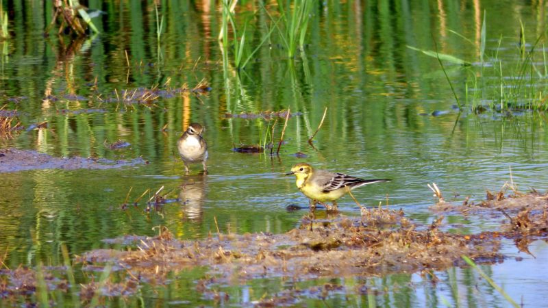 В затопленной долине реки Берда живут необычные птички
