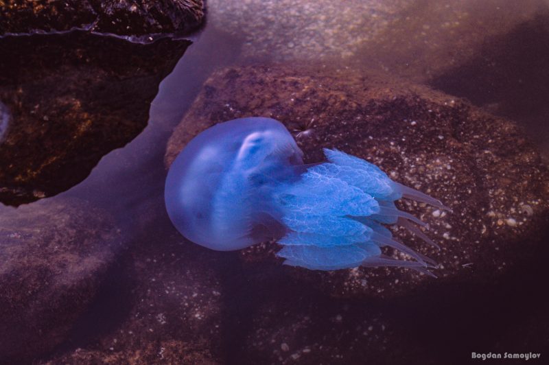 На экофоруме в Запорожье эксперты рассказали, ждать ли нашествия медуз следующим летом