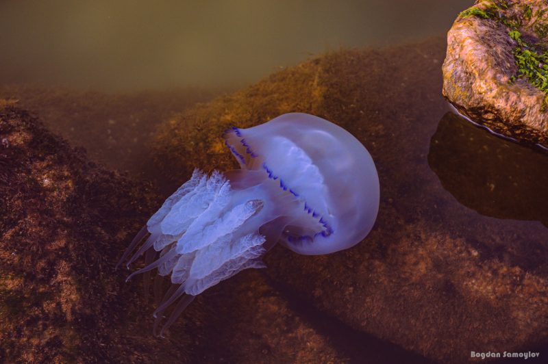 На экофоруме в Запорожье эксперты рассказали, ждать ли нашествия медуз следующим летом