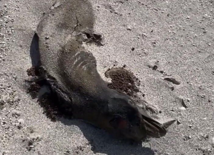 В Кирилловке на берегу обнаружили труп неизвестного морского животного (ФОТО)