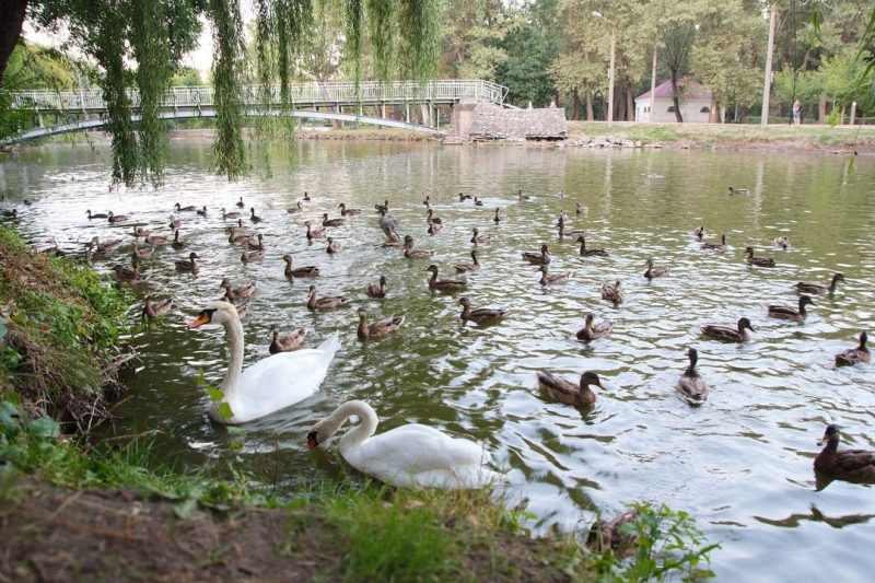 В запорожский парк "Дубовая роща" слетелись сотни птиц