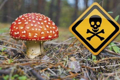 В Запорожской области школьник отравился грибами