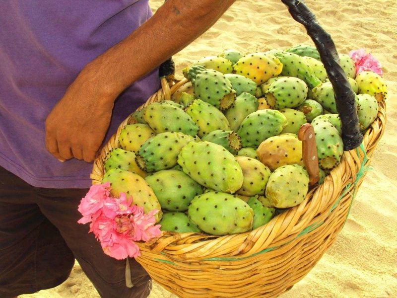 Плоды опунции являлись основой рациона питания древних ацтеков