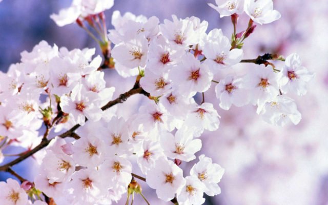 Аномалия: в Запорожской области цветут вишневые деревья (ФОТОФАКТ)