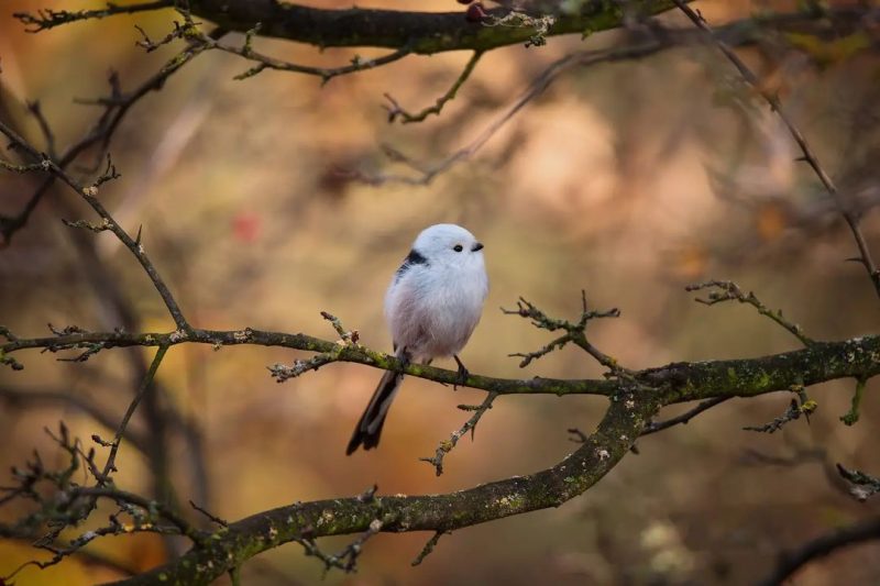 Фотограф из Запорожья запечатлела на Хортице самых милых птичек - фото