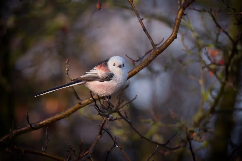 Фотограф из Запорожья запечатлела на Хортице самых милых птичек - фото