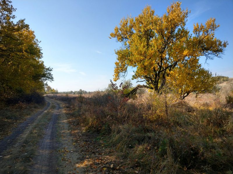 В Запорожской области царит золотая осень - фото 