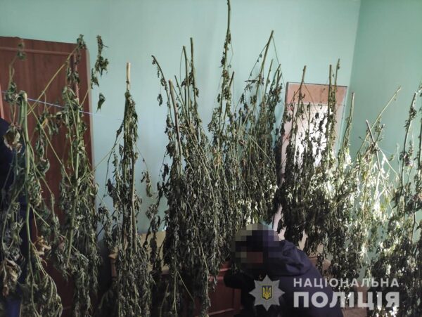 В Запорожской области "дачник" вырастил конопли на миллион гривен (ФОТО)
