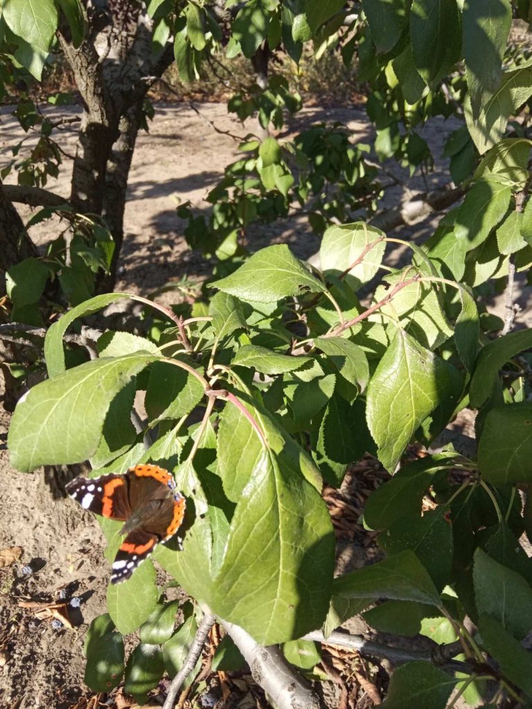В Мелитополе на выходных заметили бабочек репейниц